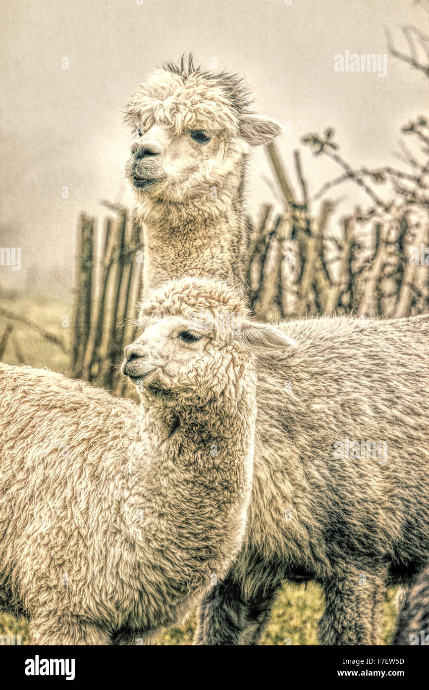 Mother and baby Alpaca like llamas illustration artistic effect black and white contrast Stock Photo