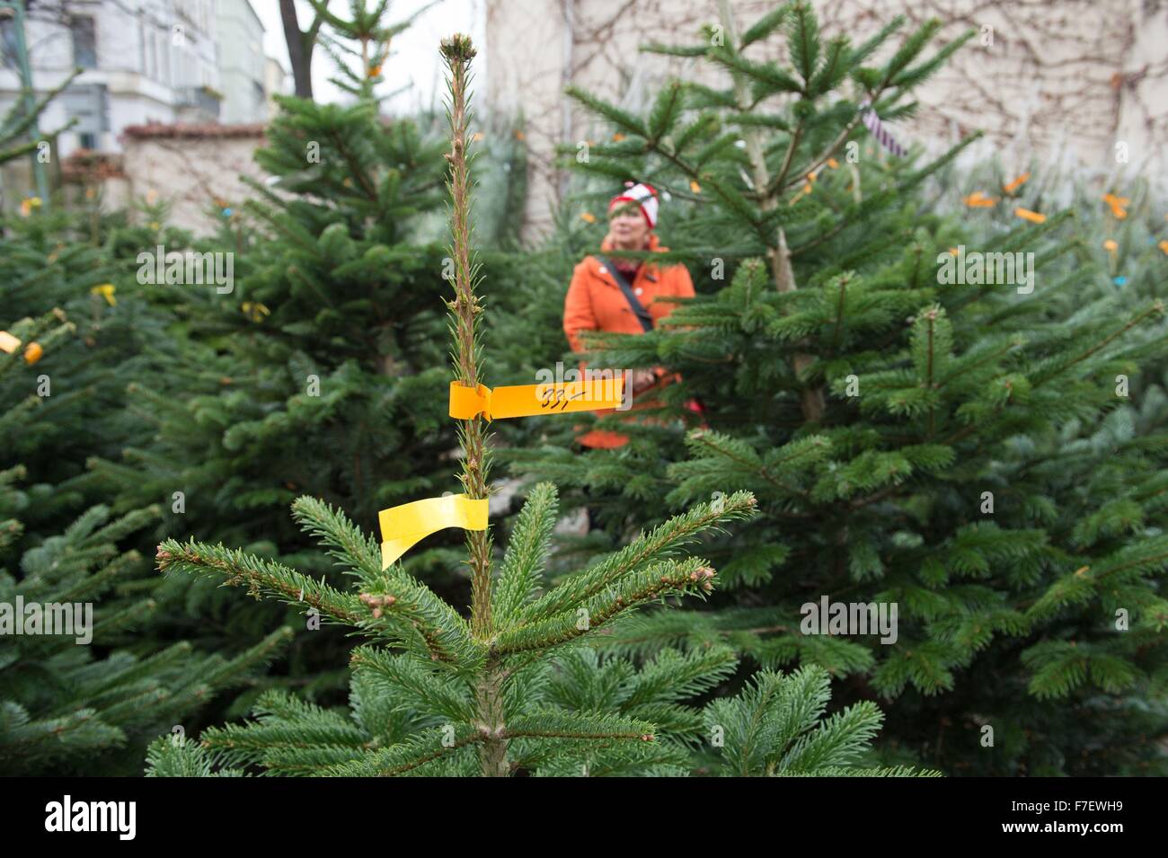 who has christmas trees on sale