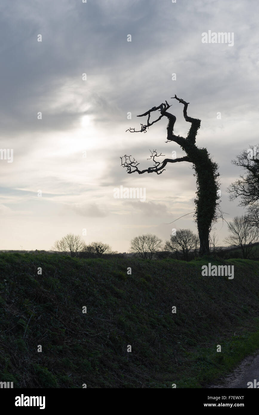 Twisted, Ivy covered and leafless tree in silhouette against a overcast January sky Stock Photo