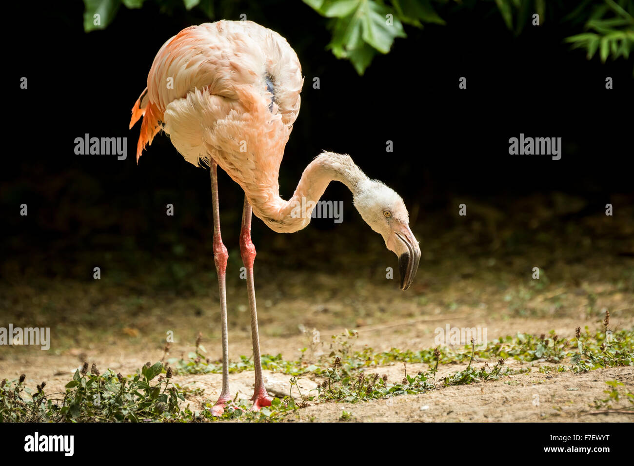 Chilean flamingo (Phoenicopterus chilensis) foraging at shore. Stock Photo