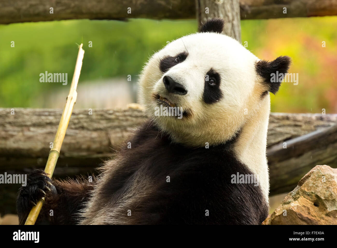 Giant panda bear eats bamboo during the rain in a forest Stock Photo