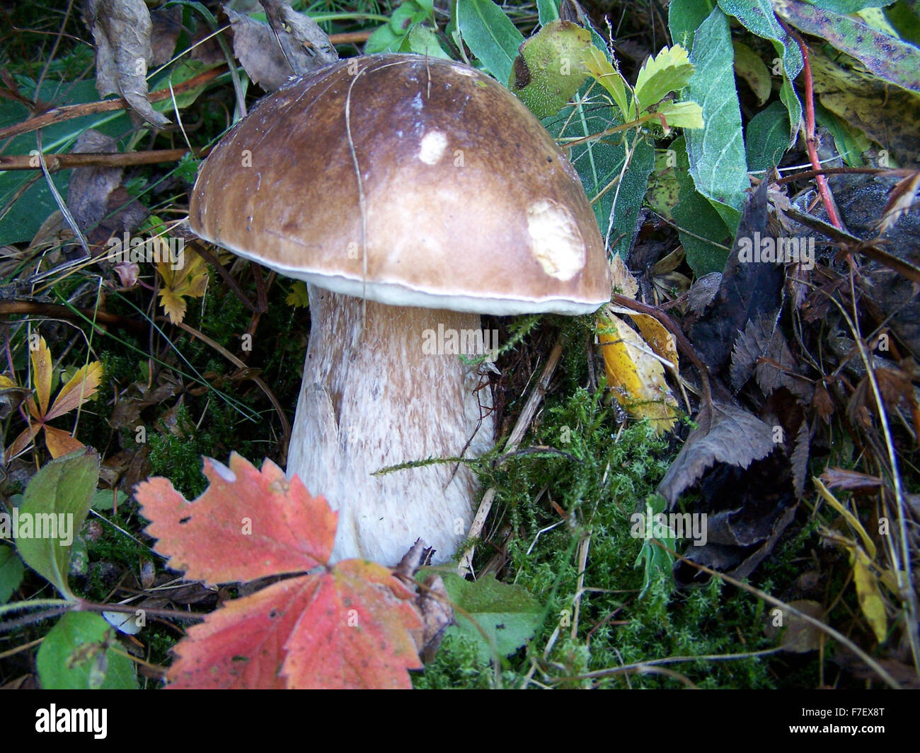 Mushroom Stock Photo