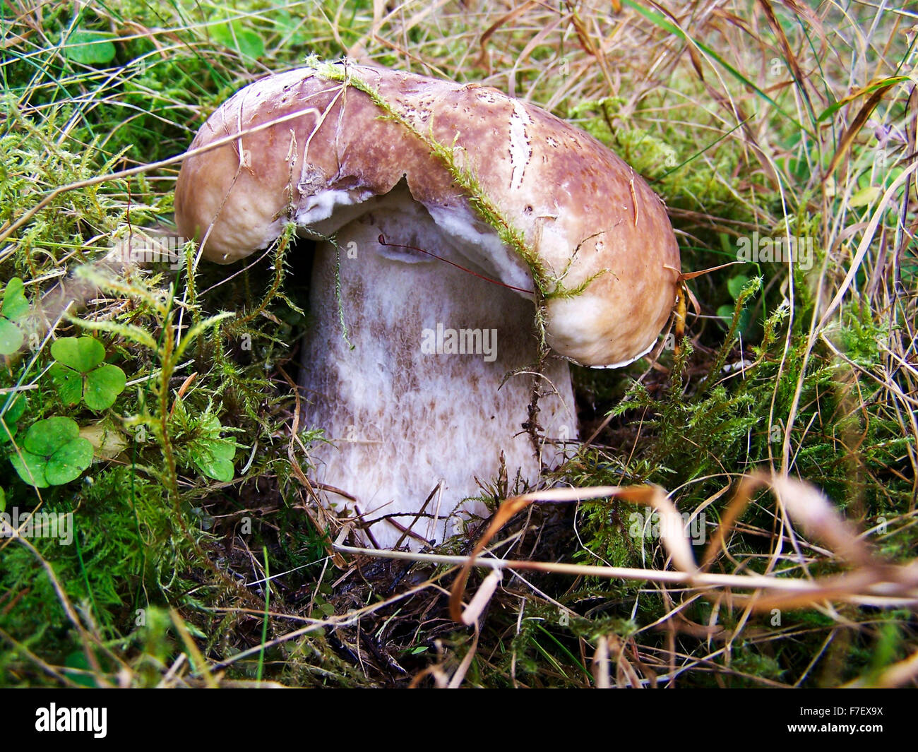 mushroom-boletus Stock Photo