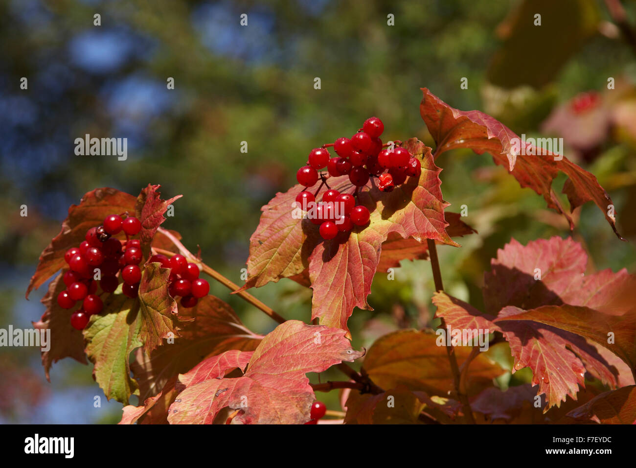 Guelder Rose,Viburnum opulus,fruits in autumn, Stock Photo