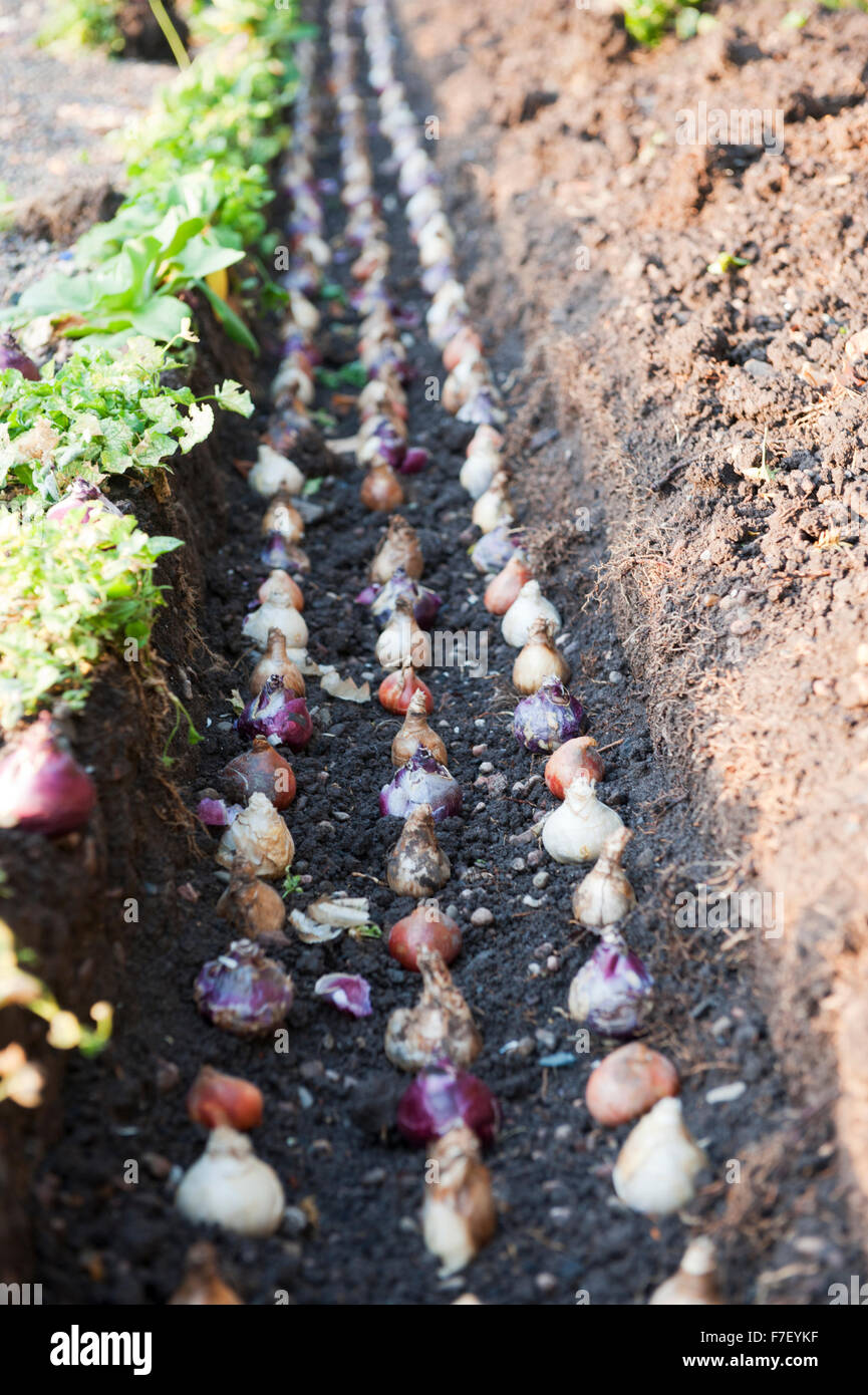 Bulbs in the garden layed in accurate shape in the ditch England Europe Stock Photo