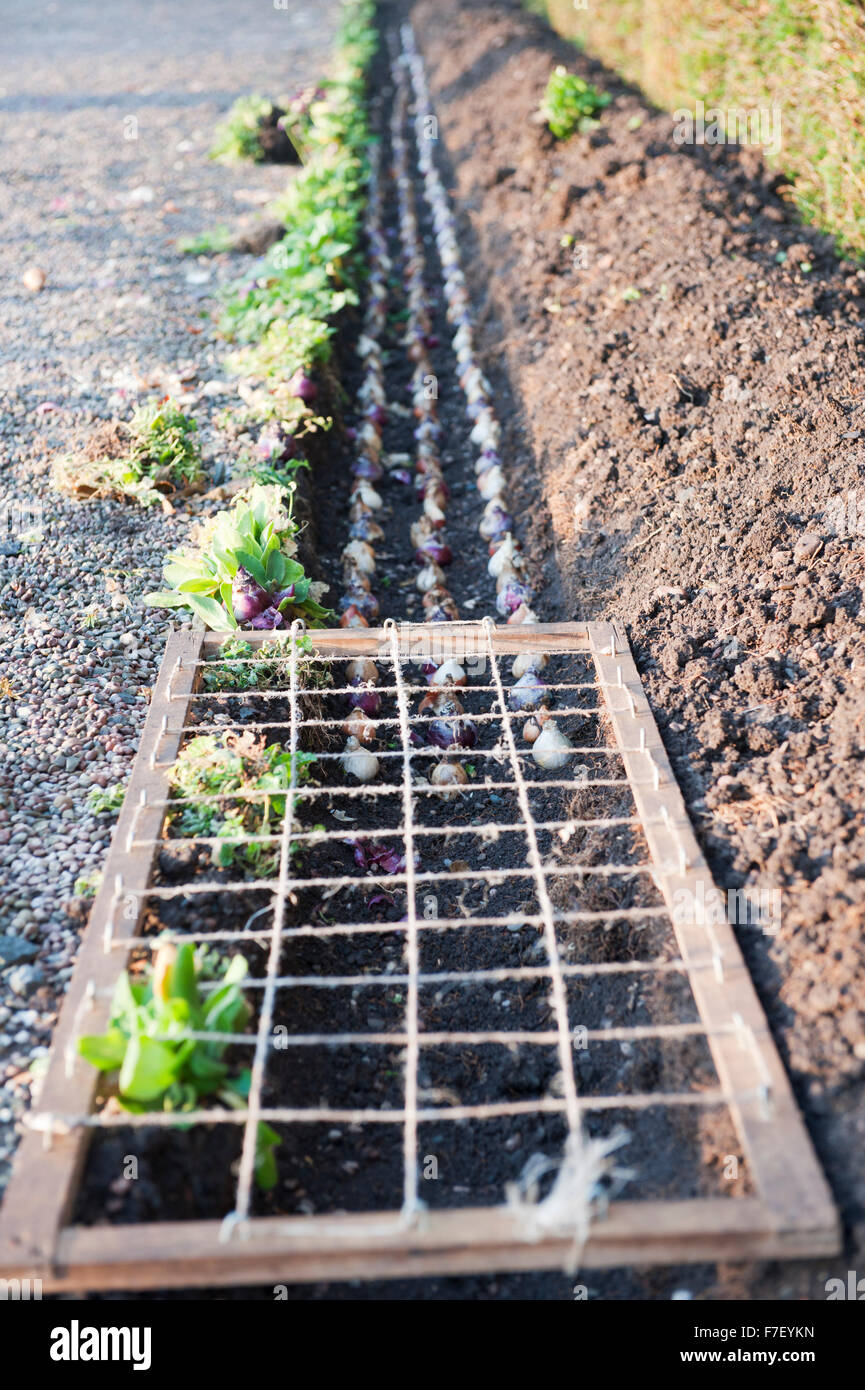 Bulbs in the garden layed in accurate shape in the ditch England Europe Stock Photo