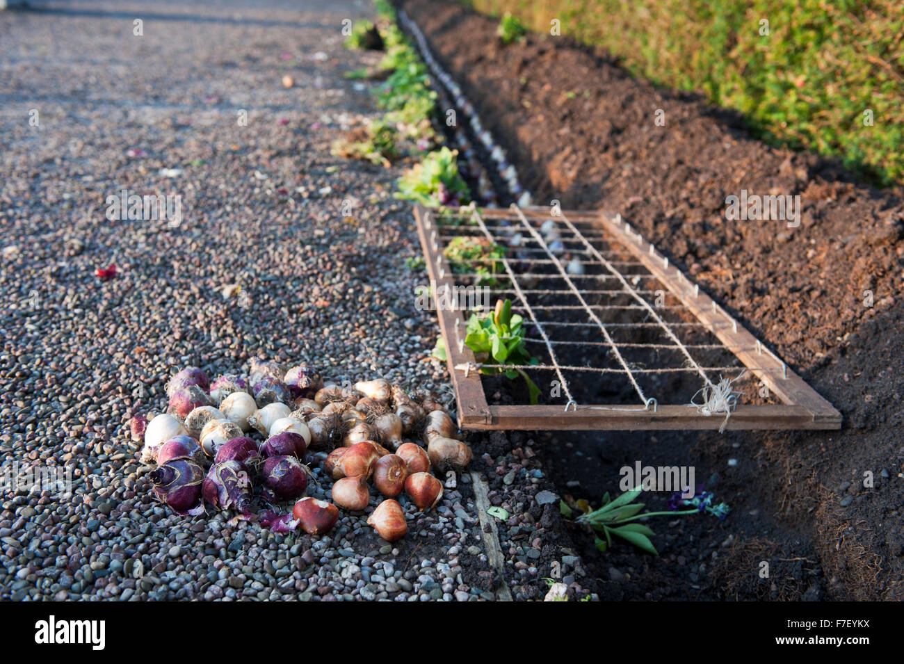 Bulbs in the garden layed in accurate shape in the ditch England Europe Stock Photo