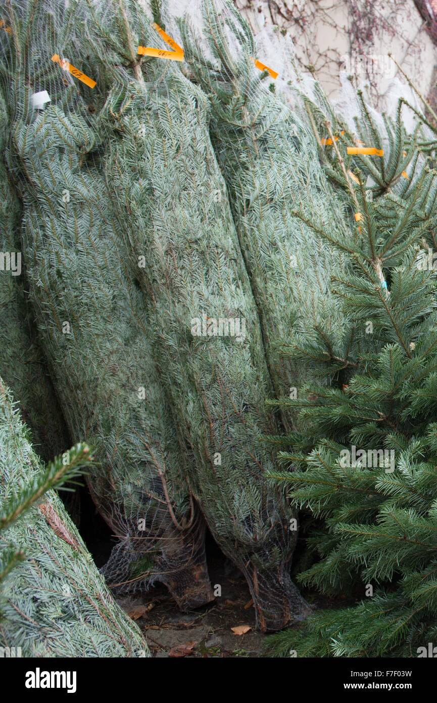 real christmas trees for sale