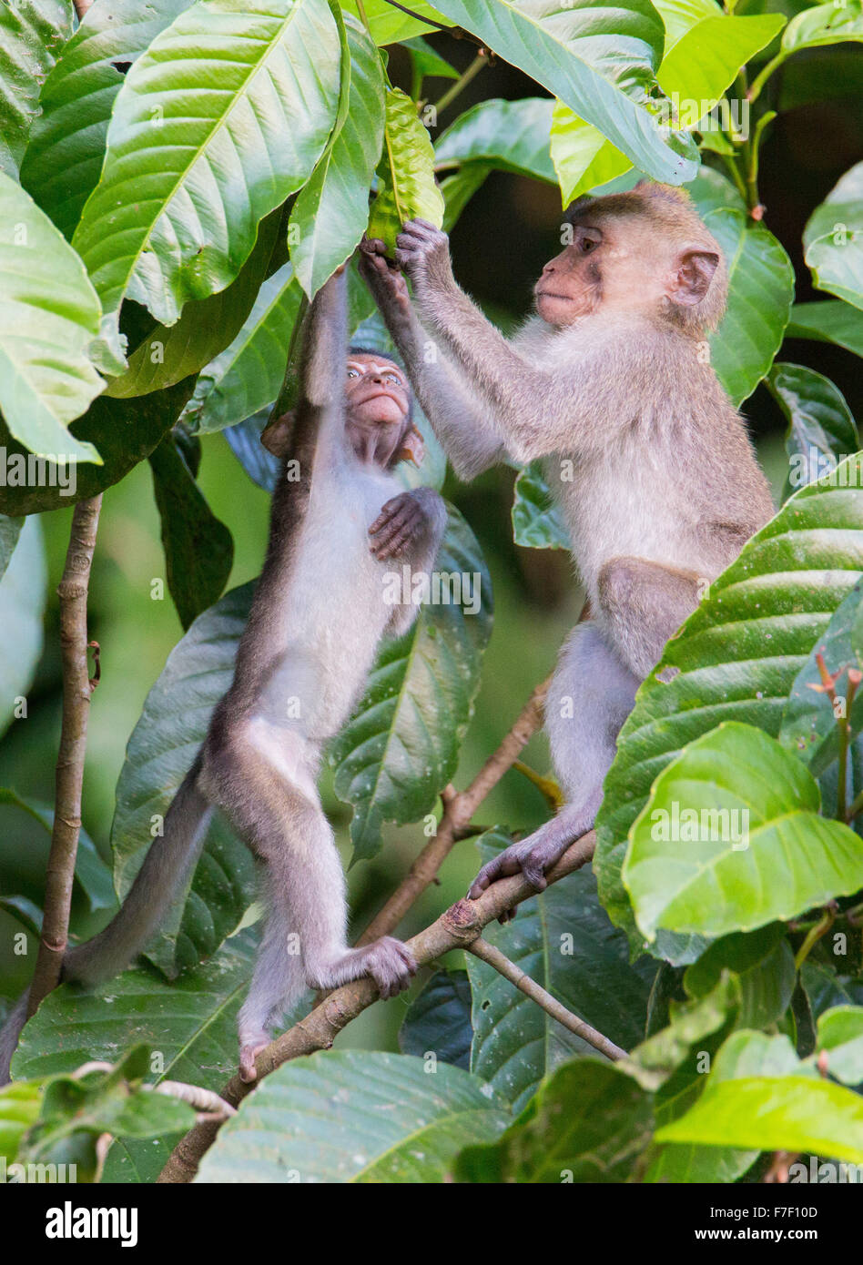 Young Long-tailed Macaque (Macaca fascicularis), Kinabatangan River, Sabah, Malaysia Stock Photo
