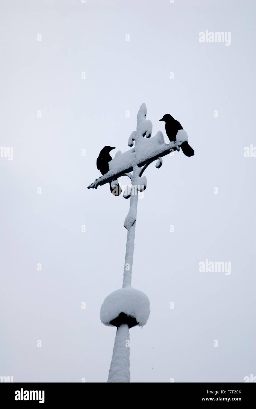 2 crows sitting on a snow covered cross Stock Photo