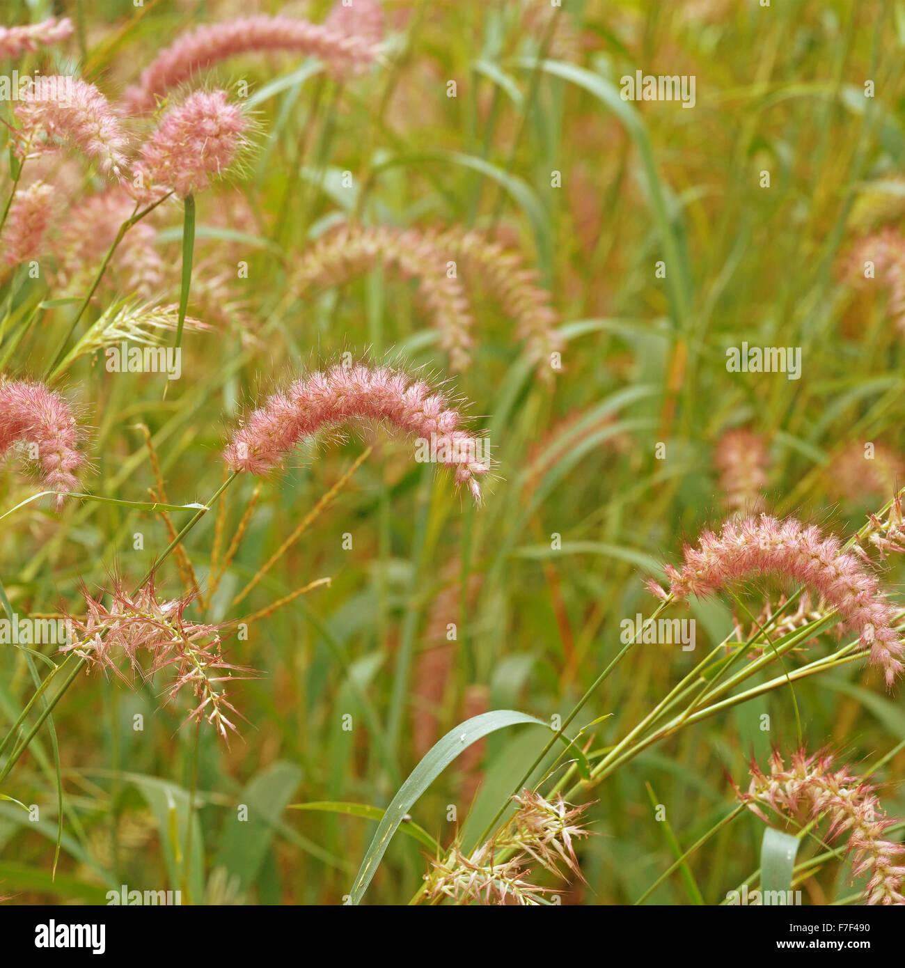 setaceum pennisetum or gramineae grass Stock Photo