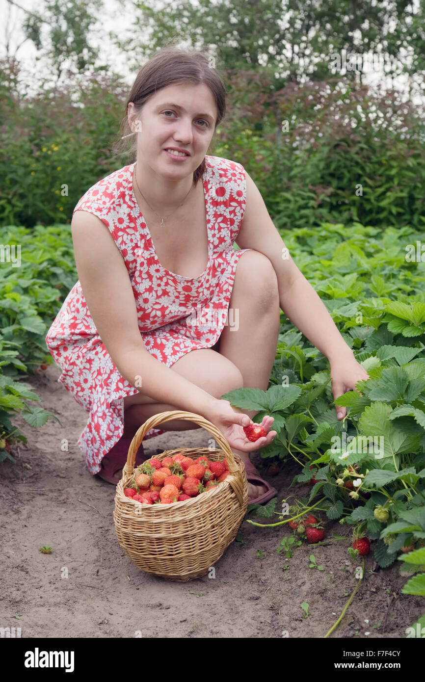 young woman is picking of strawberry in the field Stock Photo - Alamy