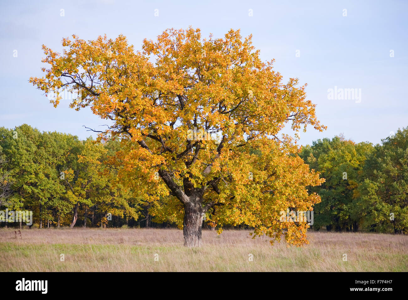 Autumn landscape with big oak on meadow Stock Photo - Alamy