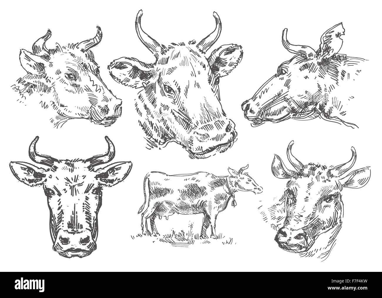 hand-drawn cow. sketch Stock Photo