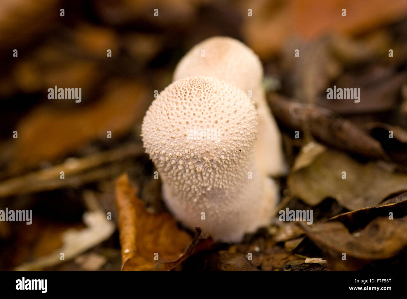 Lycoperdon perlatum. Common puffball fruiting in woodland leaf litter. Stock Photo