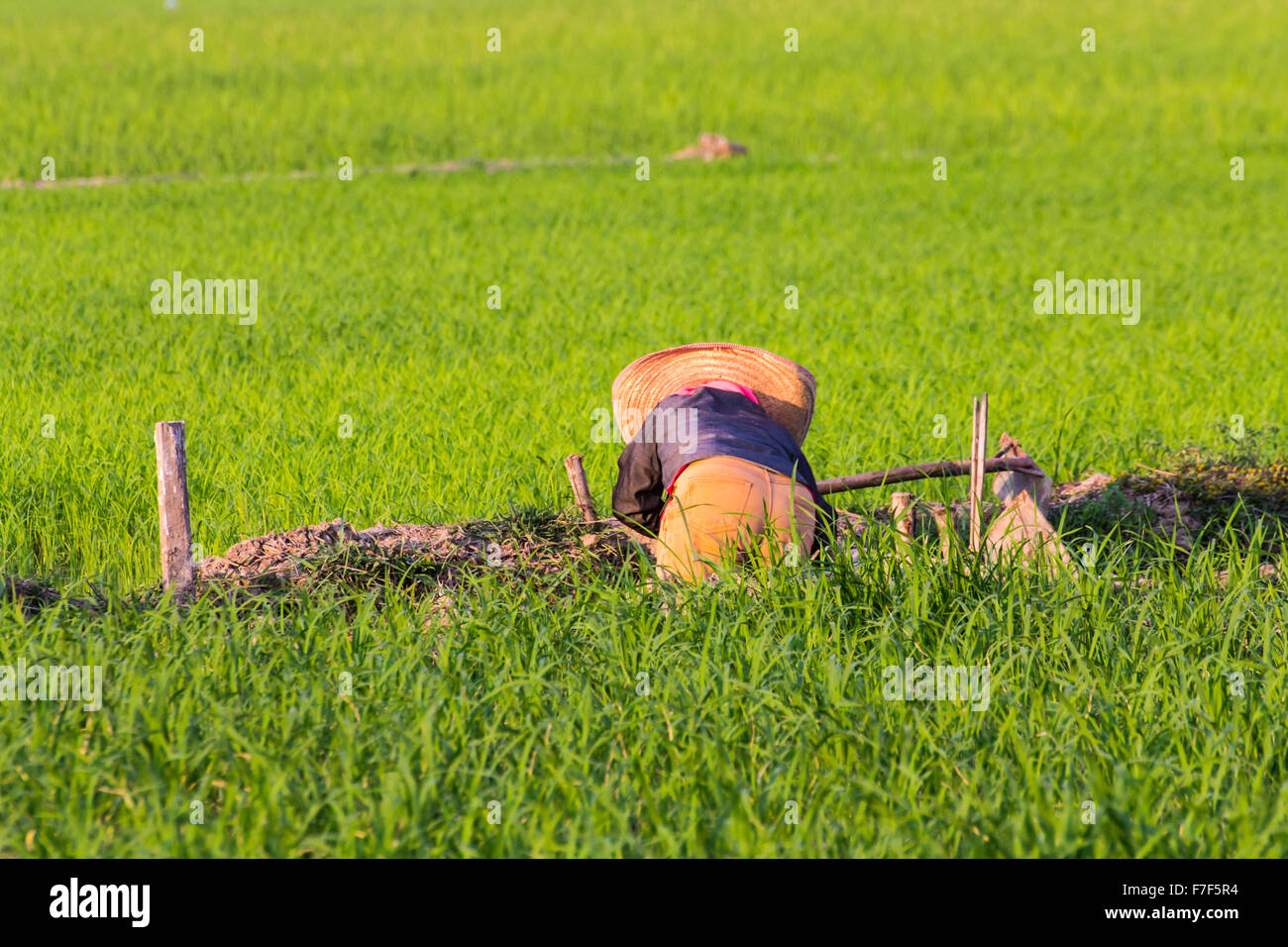 Farmer in japan harvesting rice hi-res stock photography and images - Alamy