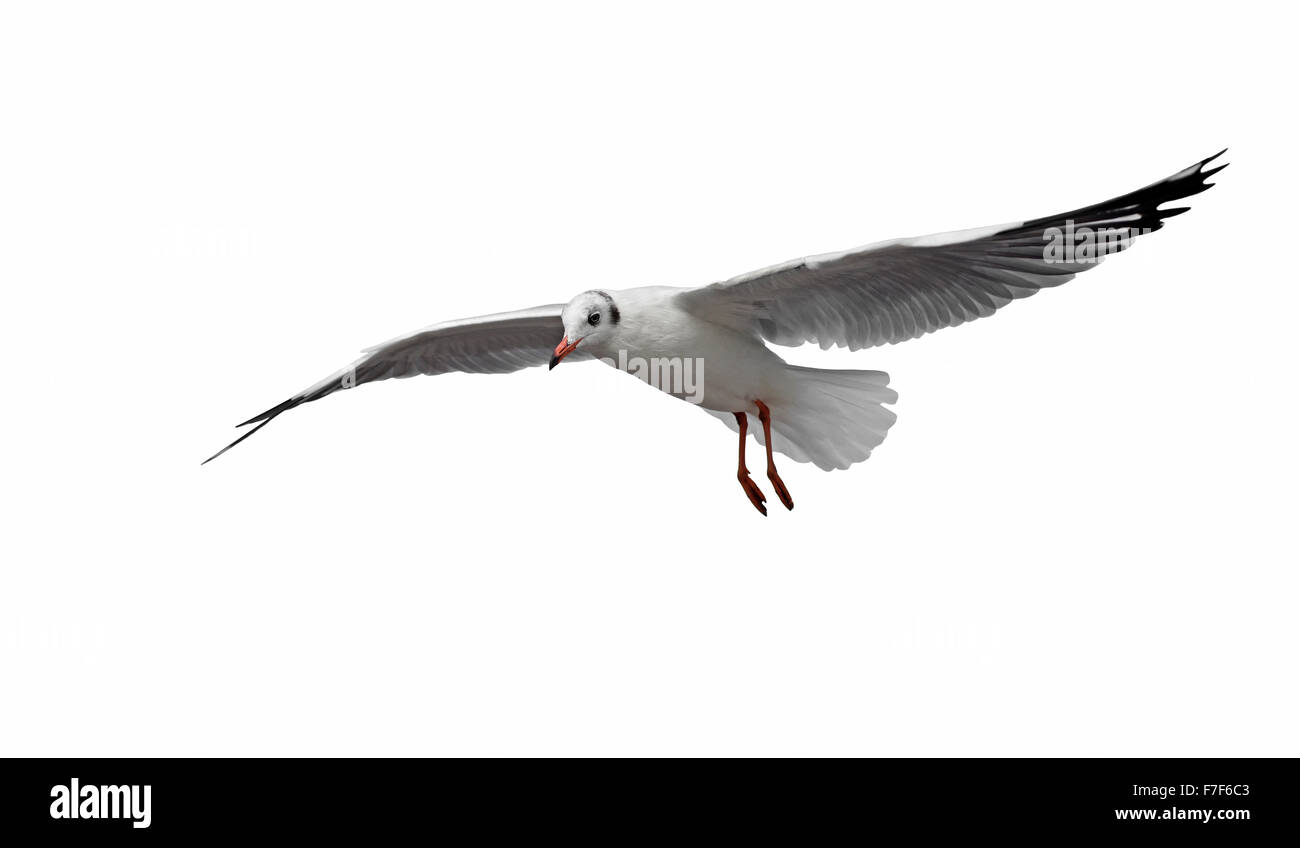 flying seagull bird isolated on white background Stock Photo