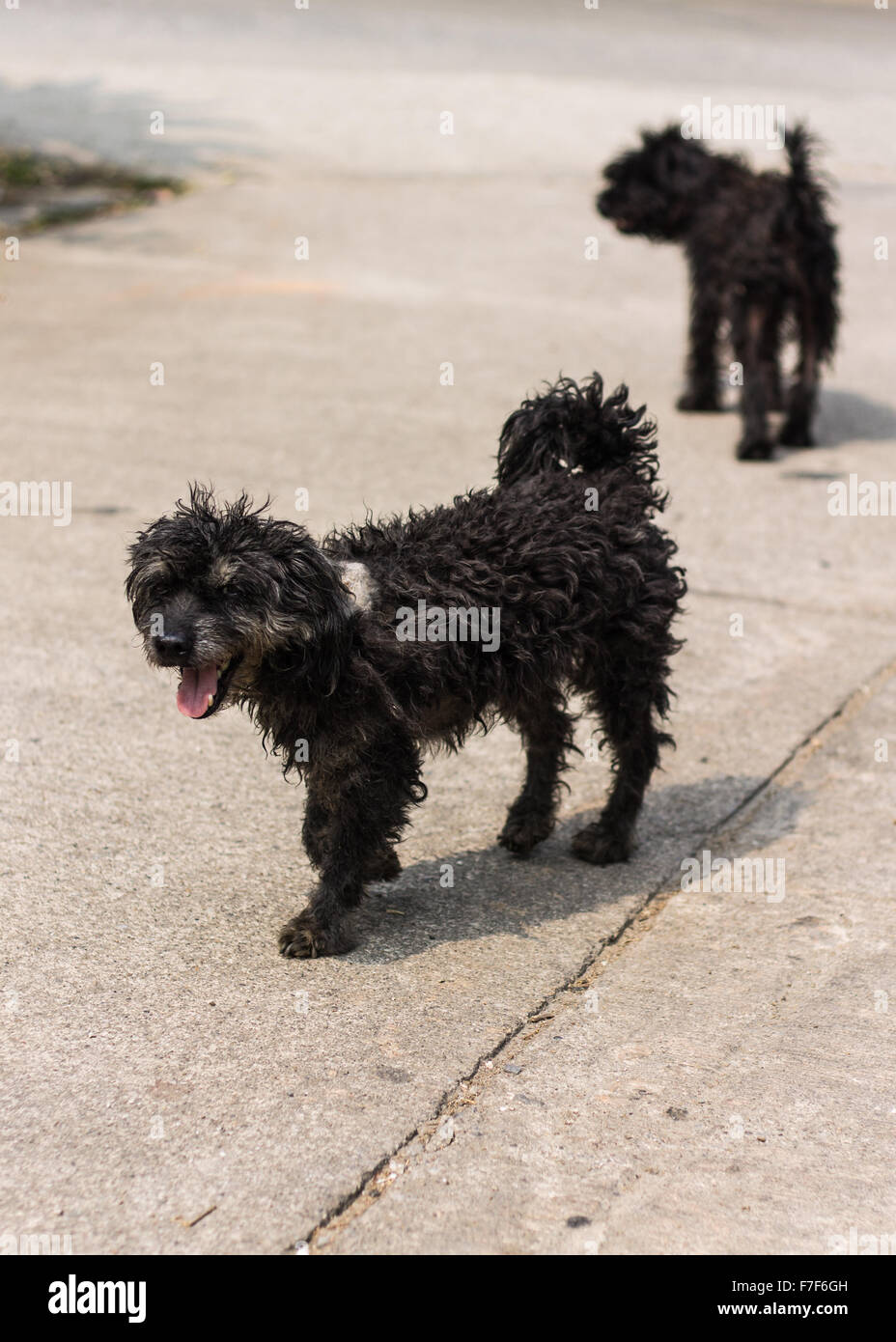 Black shaggy dog Poodle mongrel Stock Photo Alamy