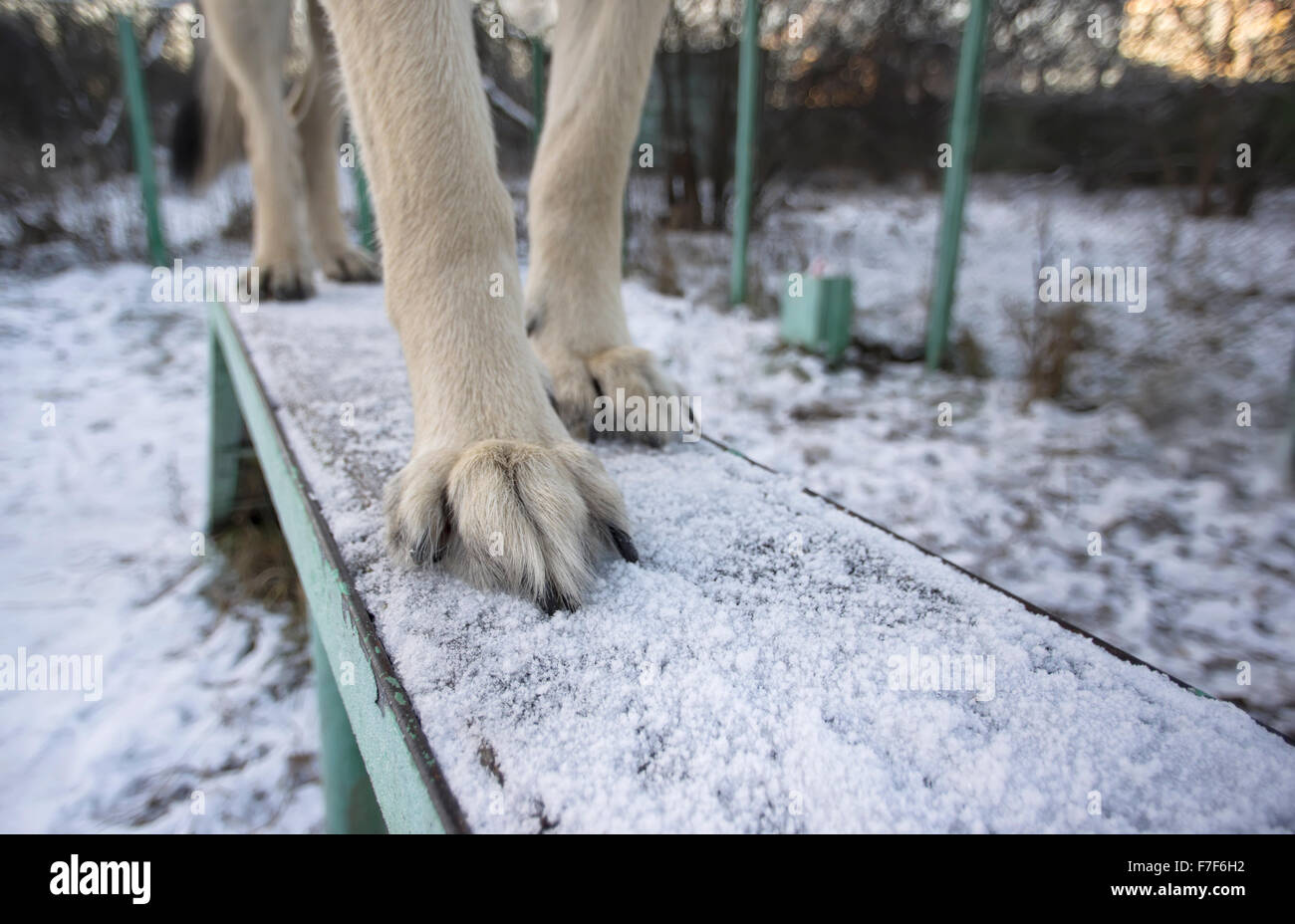 Dog Walk On A Board Stock Photo