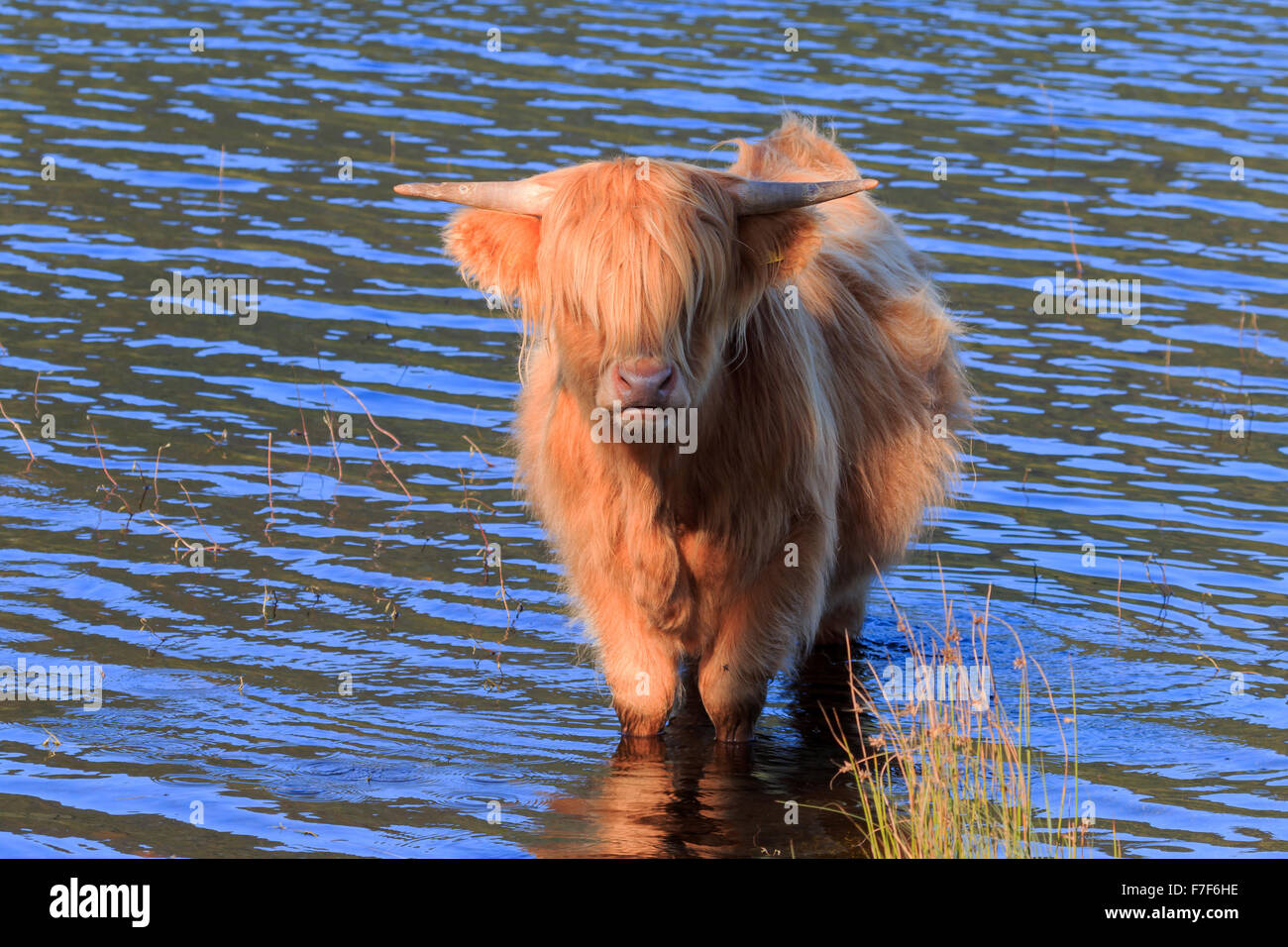 Sunlit Highland Cow standing in water at the edge of a Scottish loch ...