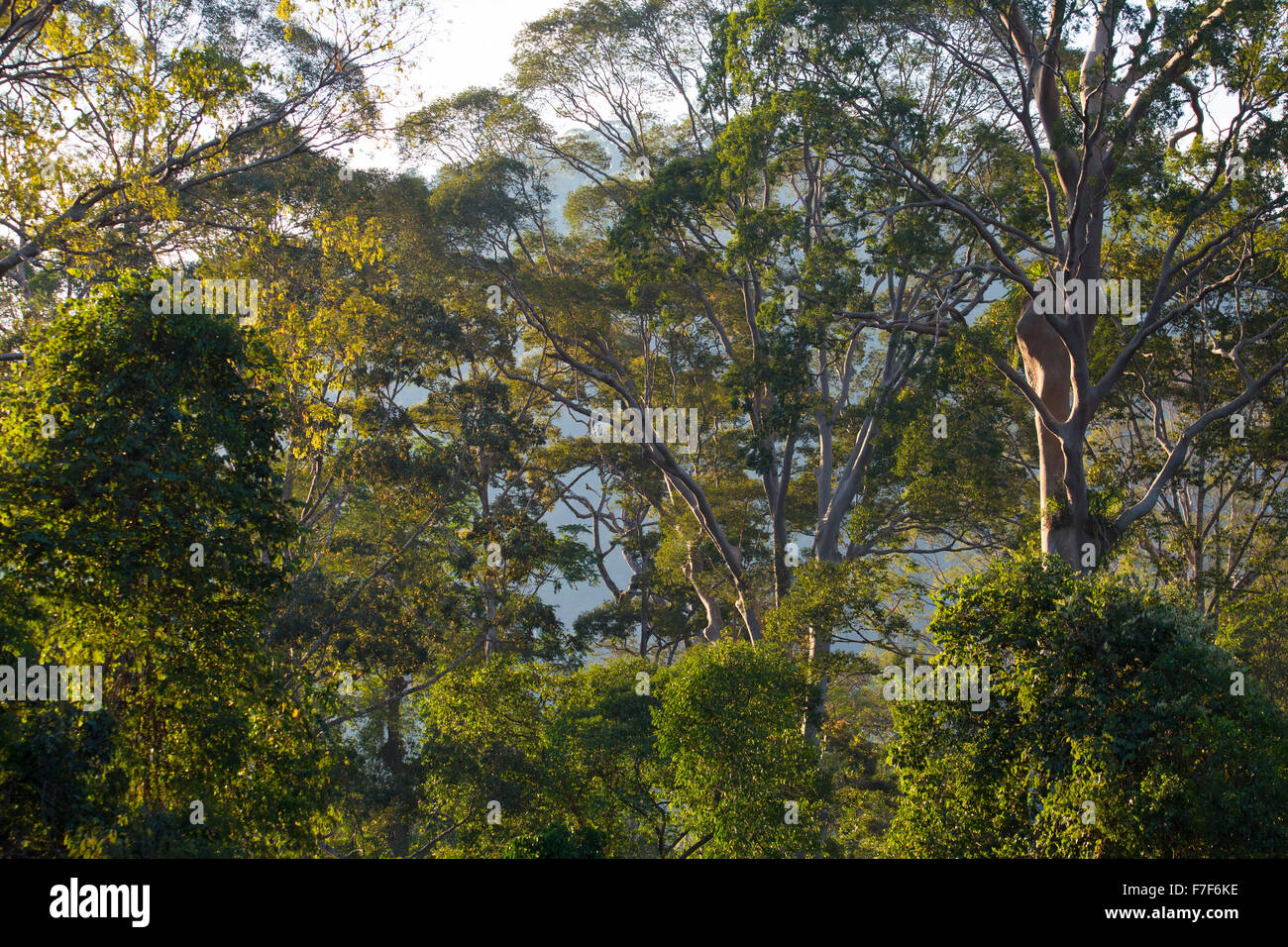 Early morning light in tropical rainforest, Danum Valley, Sabah, Malaysia Stock Photo