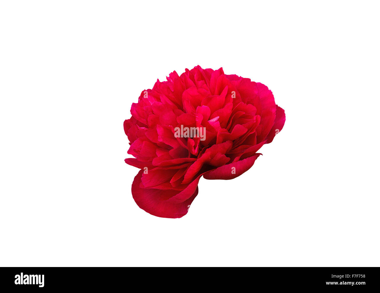Red peony flower head closeup isolated on white. Stock Photo