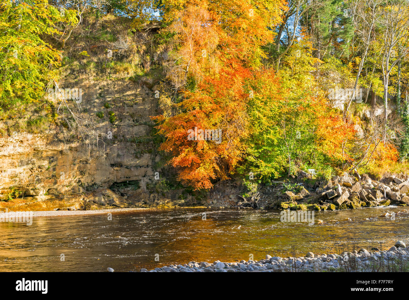 RIVER FINDHORN MORAY SCOTLAND AUTUMNAL BEECH TREES OVERHANG THE RIVER Stock Photo