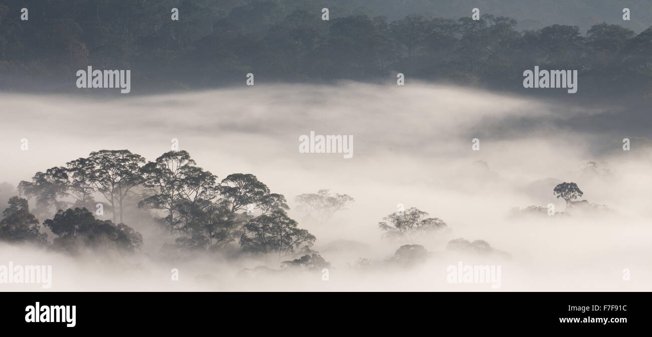 Mist rising at dawn over Danum Valley, Sabah, Malaysia Stock Photo