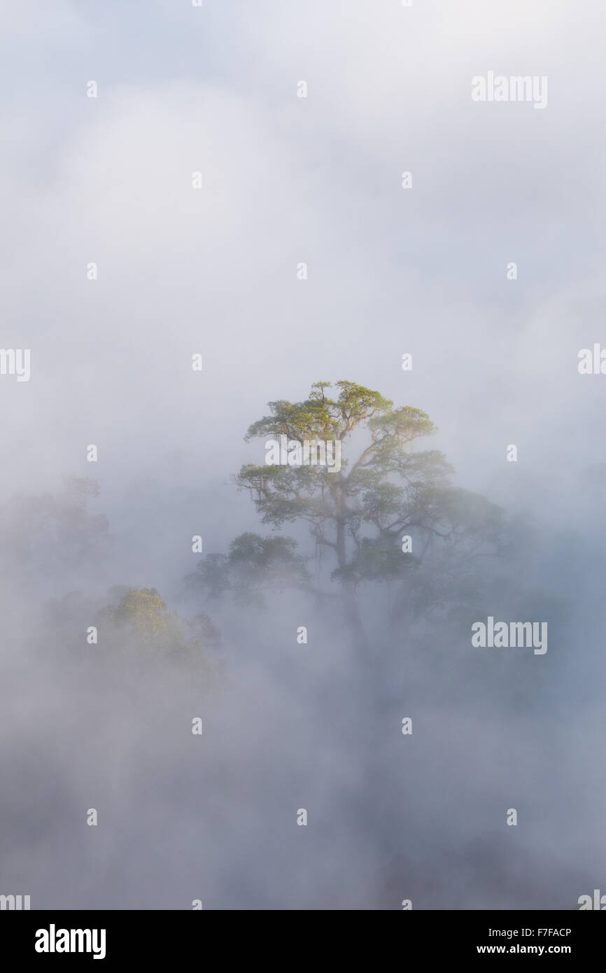 Early morning mist rising in tropical rainforest, Danum Valley, Sabah, Malaysia Stock Photo