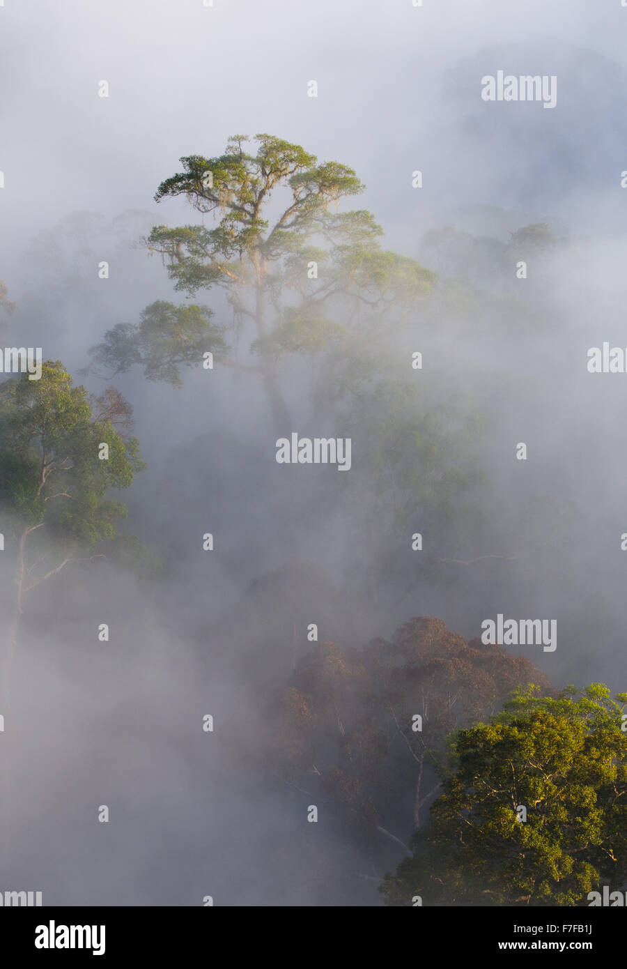 Early morning mist rising in tropical rainforest, Danum Valley, Sabah, Malaysia Stock Photo