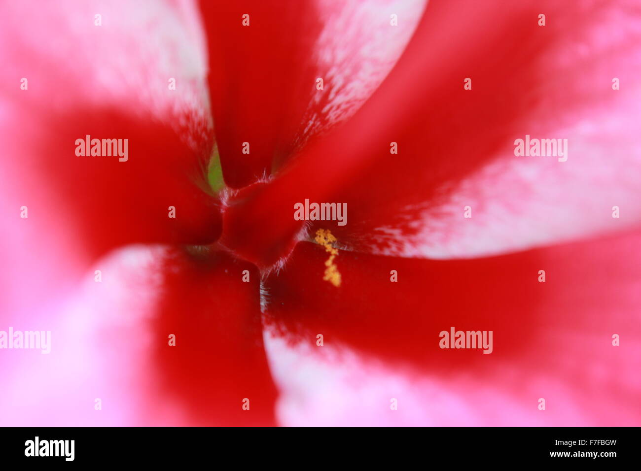 beauty of a flower Stock Photo