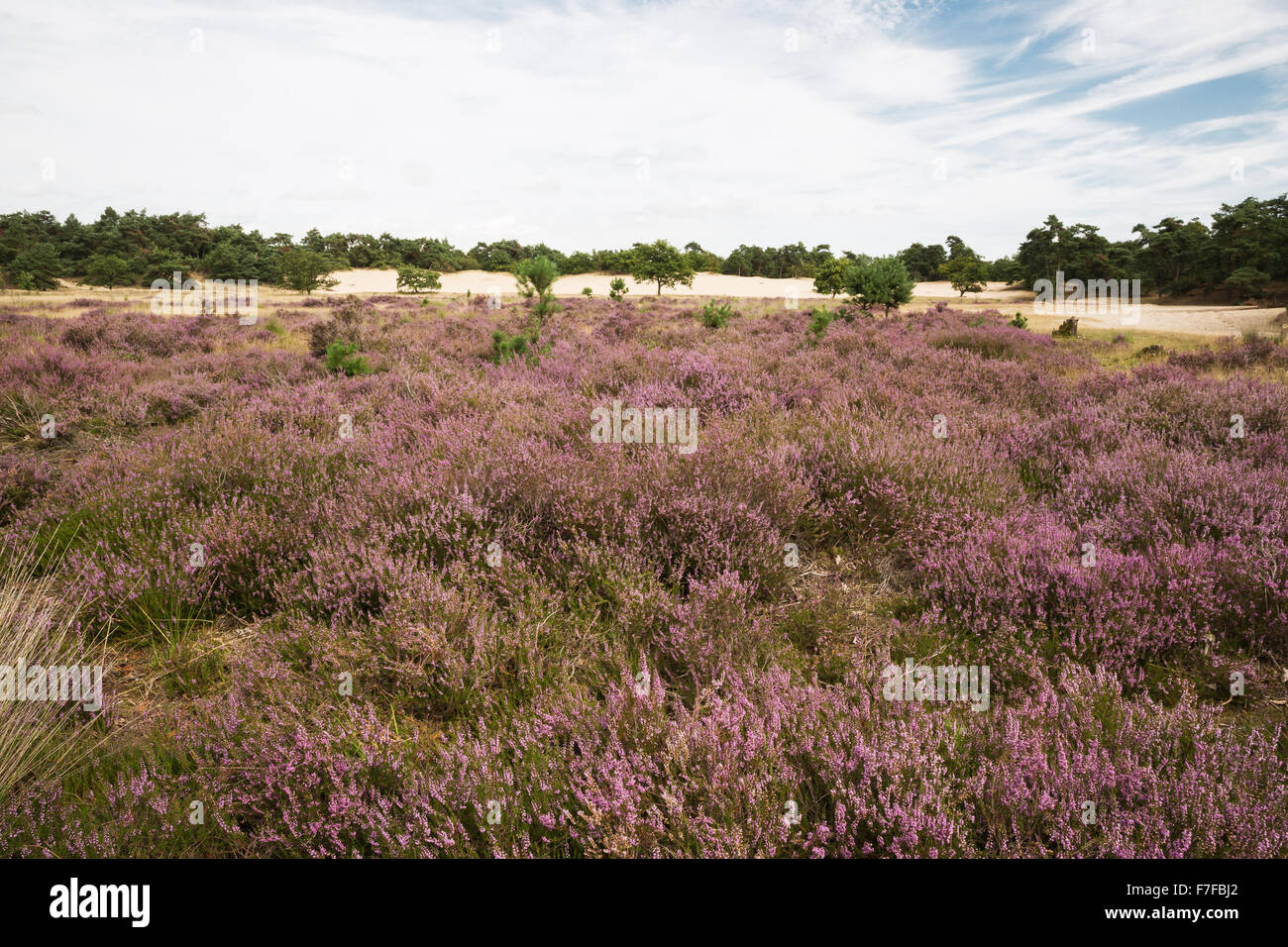 Flowering heathlands Stock Photo