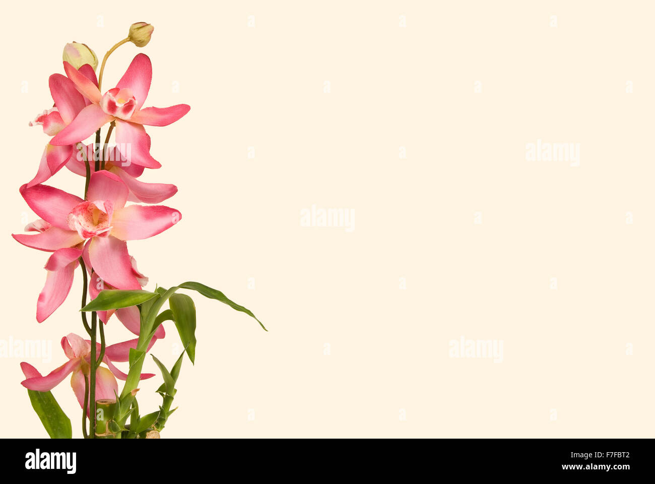 Bamboo and Orchid on Ivory Background Stock Photo