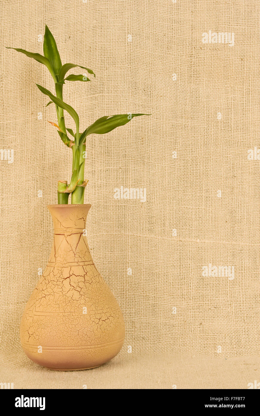 Bayou Breeze Chiara 66'' Bamboo Plant in Glass Vase & Reviews