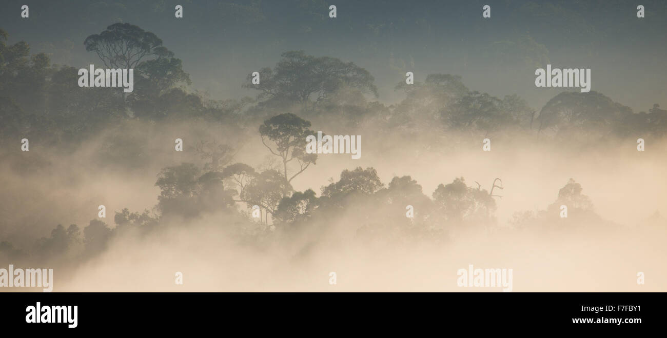 Rainforest and mist, Danum Valley, Sabah, Malaysia Stock Photo