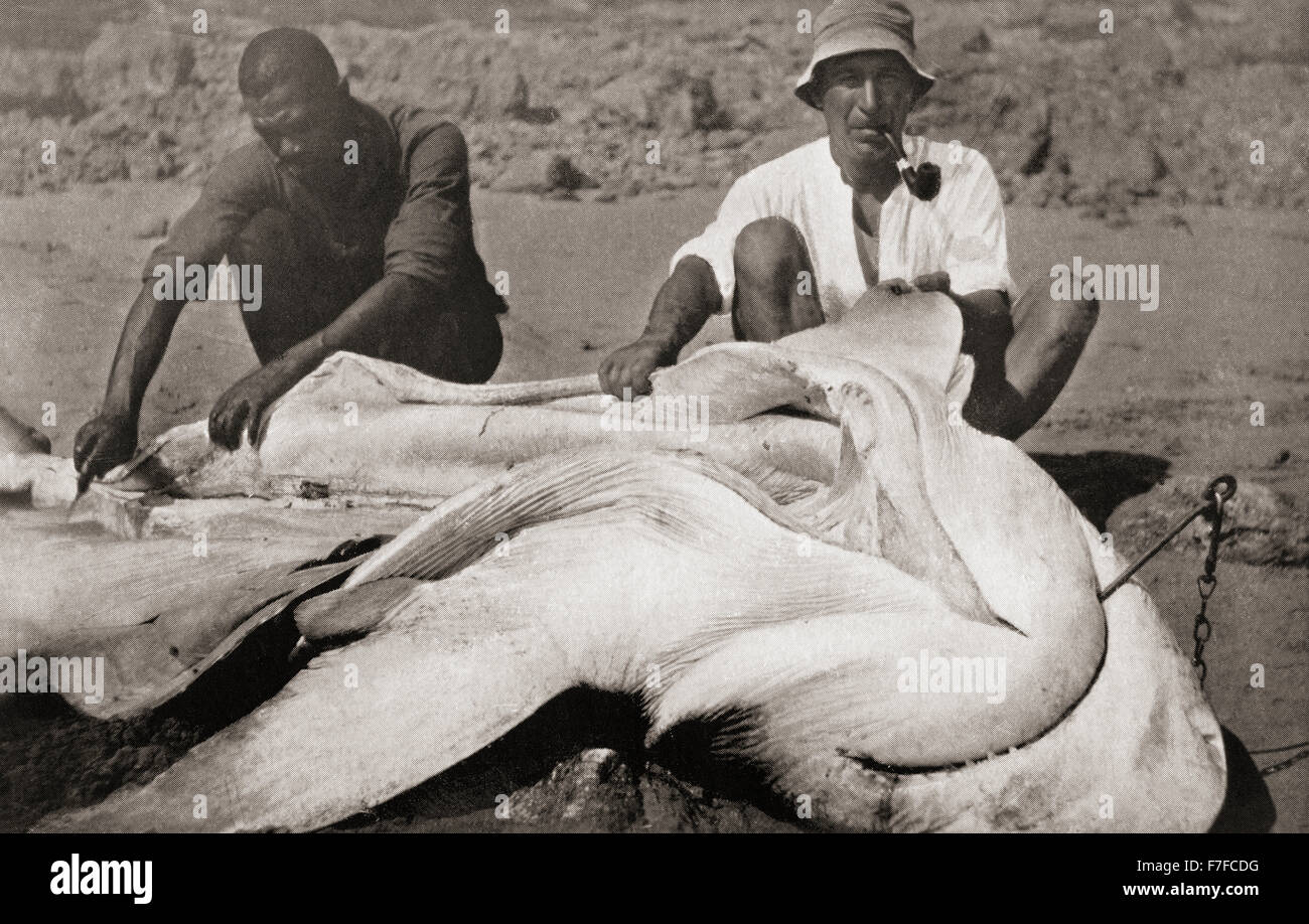 Frederick Albert Mitchell-Hedges, aka Mike Hedges, 1882 - 1959.  English adventurer, traveler, and writer.  Seen here in the 1920's with a gigantic shovel nose shark which he caught off Panama Bay. Stock Photo
