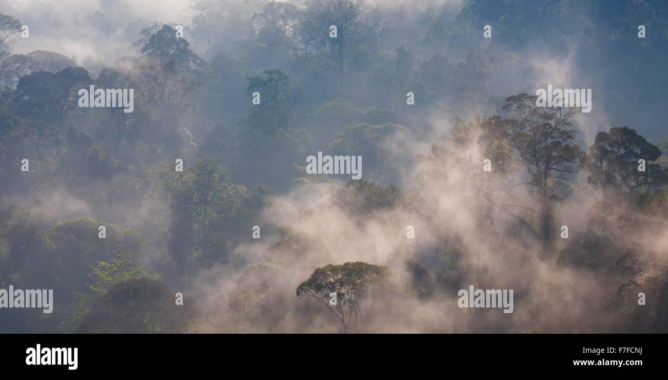 Early morning mist rises in tropical rainforest, Danum Valley, Sabah, Malaysia Stock Photo