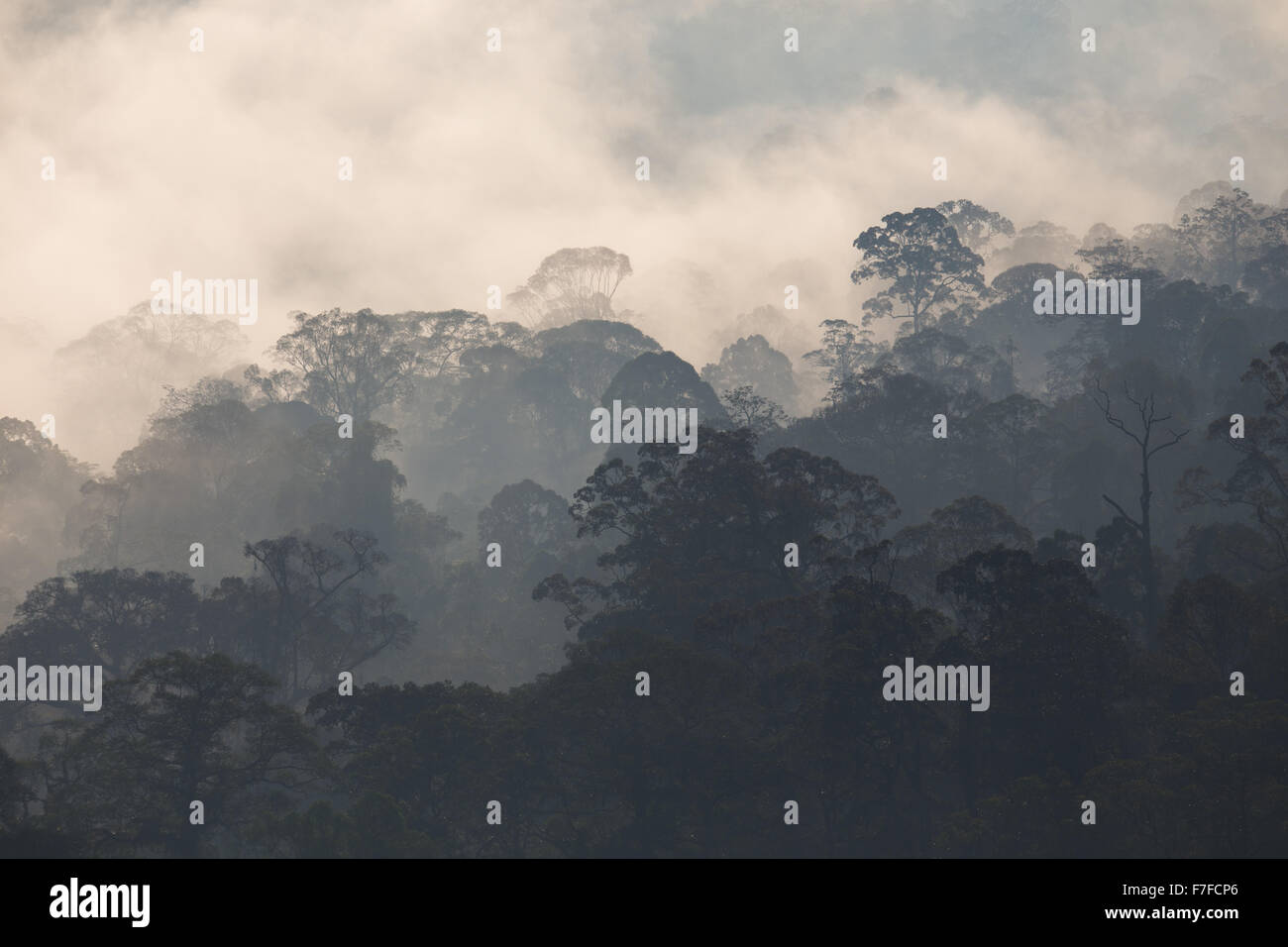 Early morning mist rises in tropical rainforest, Danum Valley, Sabah, Malaysia Stock Photo
