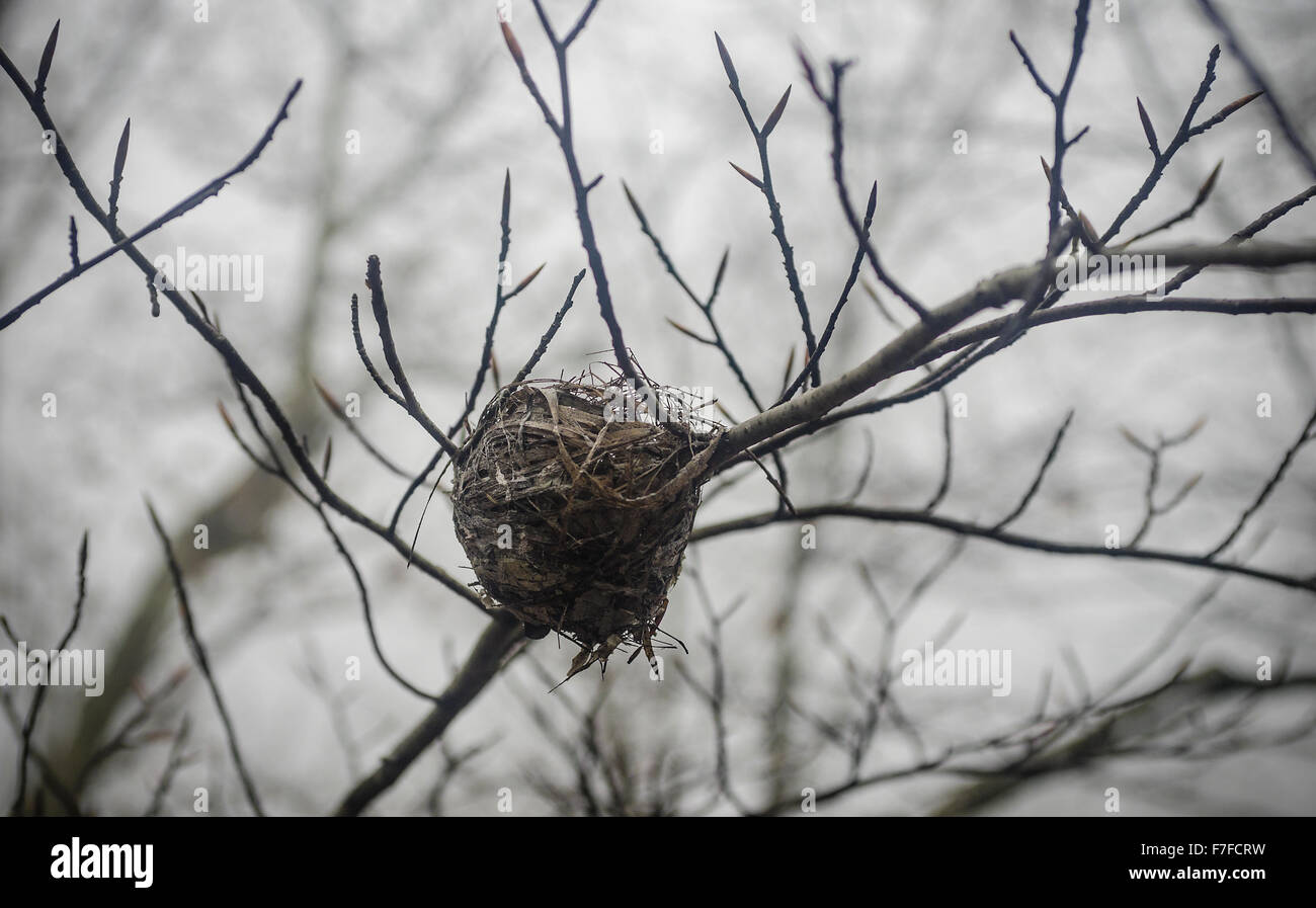bird nest on tree limb Stock Photo