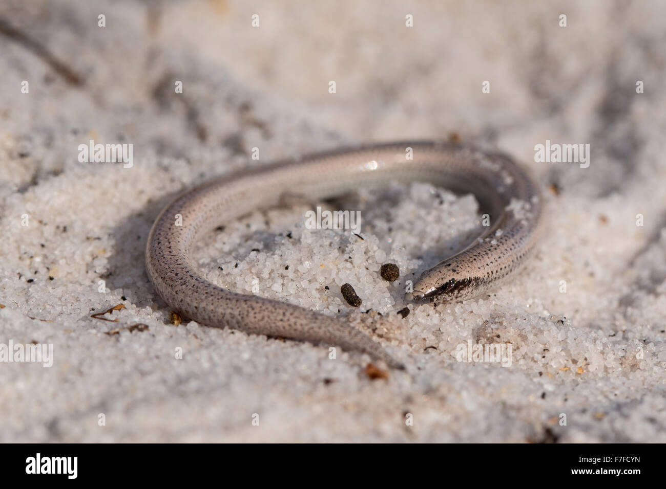 Florida sand skink Neoseps reynoldsi Stock Photo Alamy