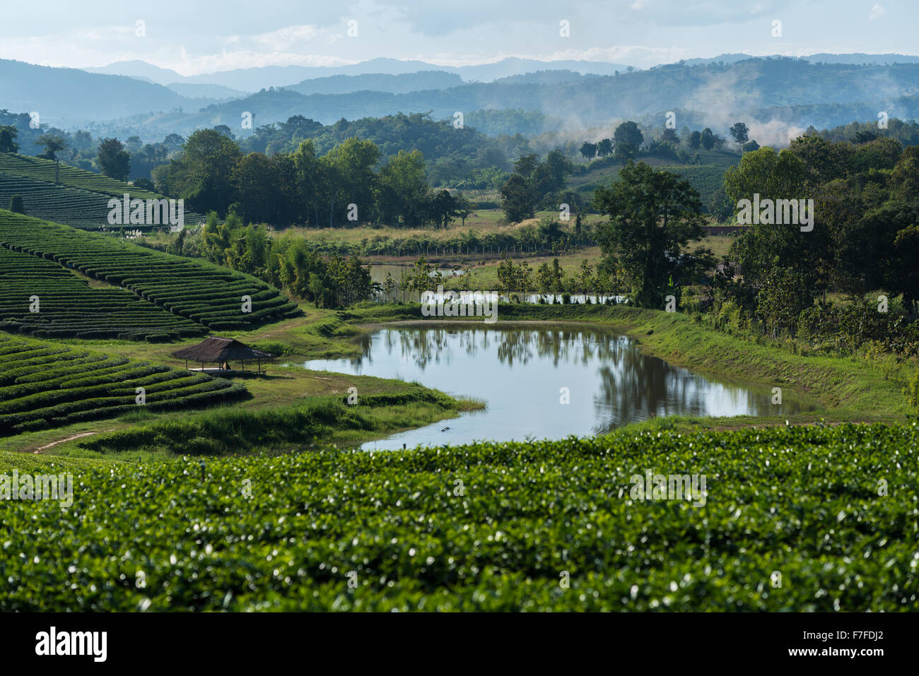 Chuifong Tea plantation in Chiang Rai Province, Thailand Stock Photo
