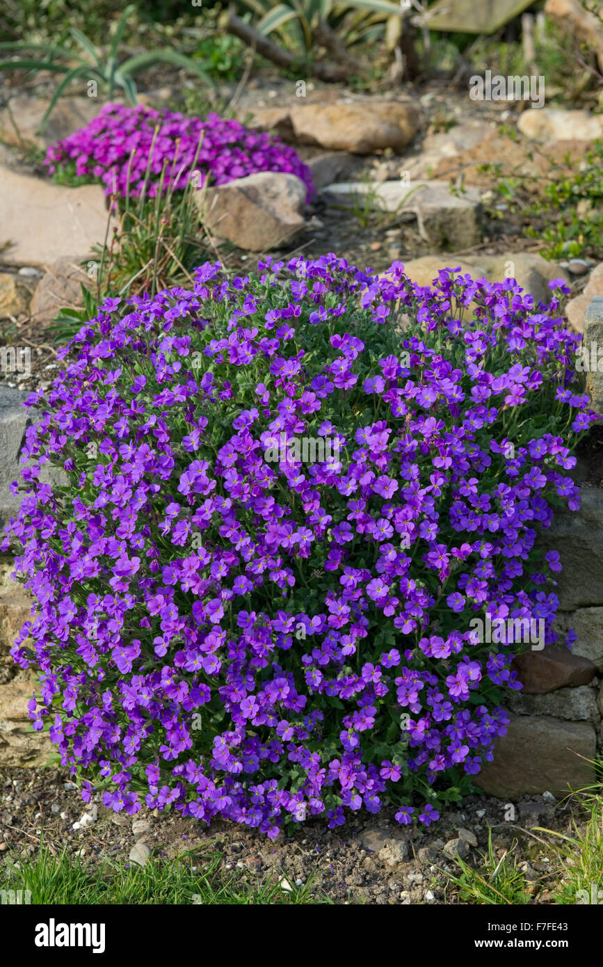 Aubretia, Aubrieta sp., blue flowering cushion plant on a garden rockery, Berkshire, April Stock Photo