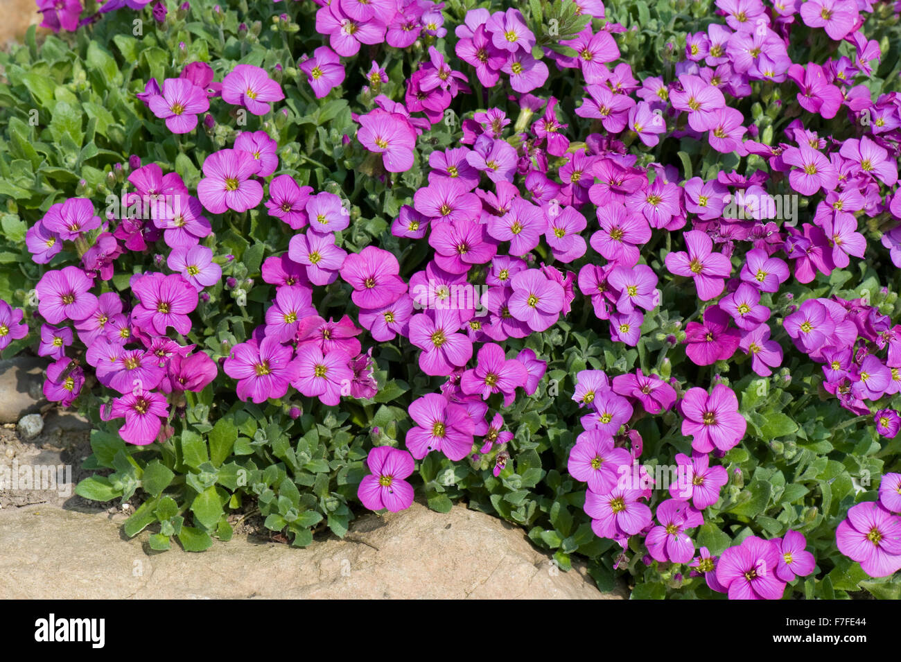 Aubretia, Aubrieta sp., pink flowering cushion plant on a garden rockery, Berkshire, April Stock Photo