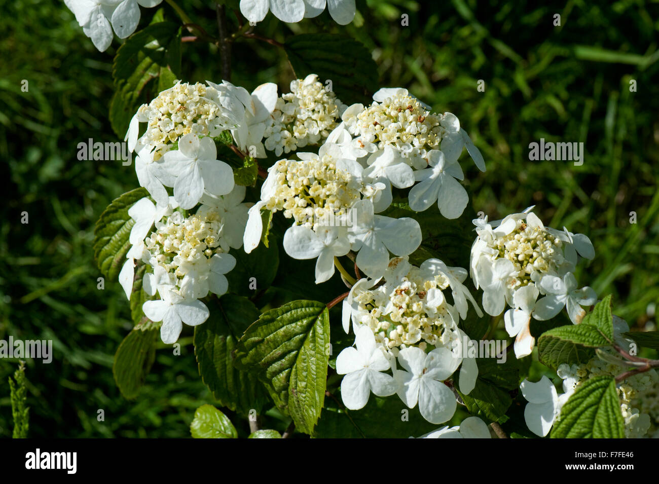 Japanese snowball, Viburnum plicatum f plicatum 'Mariesii', flowers on ornamental garden shrub, May Stock Photo