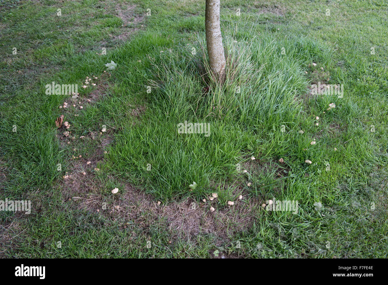 A fairy ring formed of fungi surrounding the trunk of a small garden maple tree, Berkshire, August Stock Photo