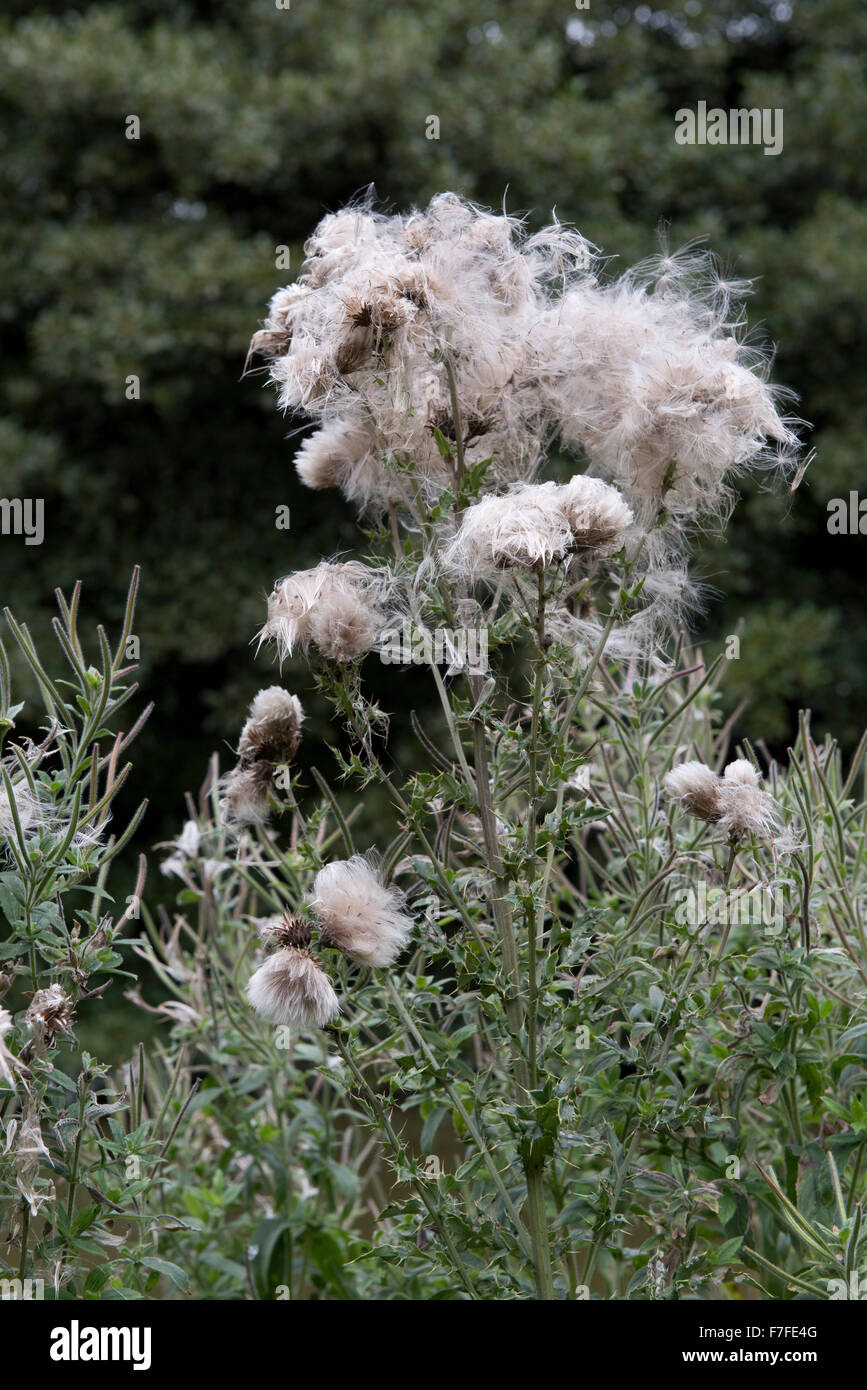 Creeping thistle, cirsium arvense, fluffy seeding head food for birds and aid to seed dispersal, September Stock Photo