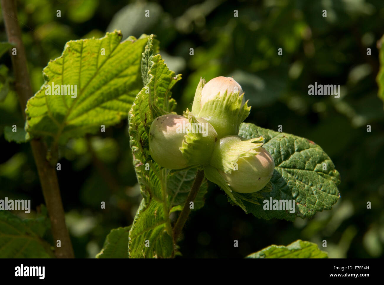 Hazelnuts or cob nuts, Corylus avellana, on the tree in early autumn, berkshire, September Stock Photo