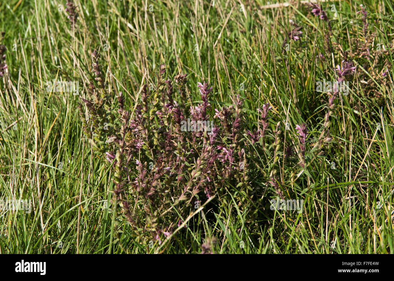 A flowering plant of red bartsia, Odontites verna, in rough grassland in summer, Berkshire, September Stock Photo