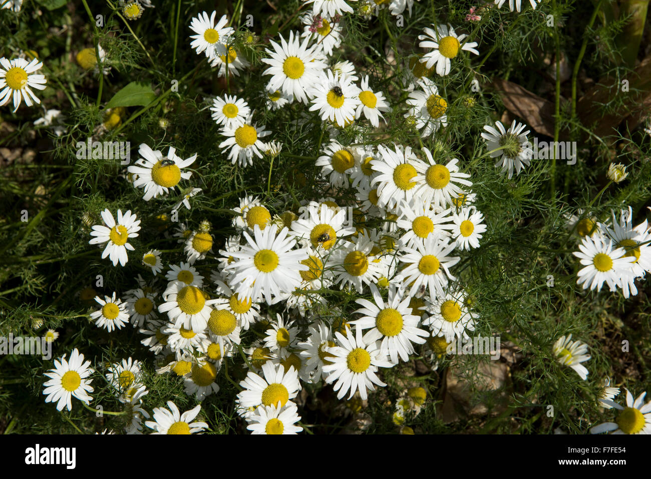 Scentless mayweed, Tripleurospermum imodorum, flowering, Berkshire