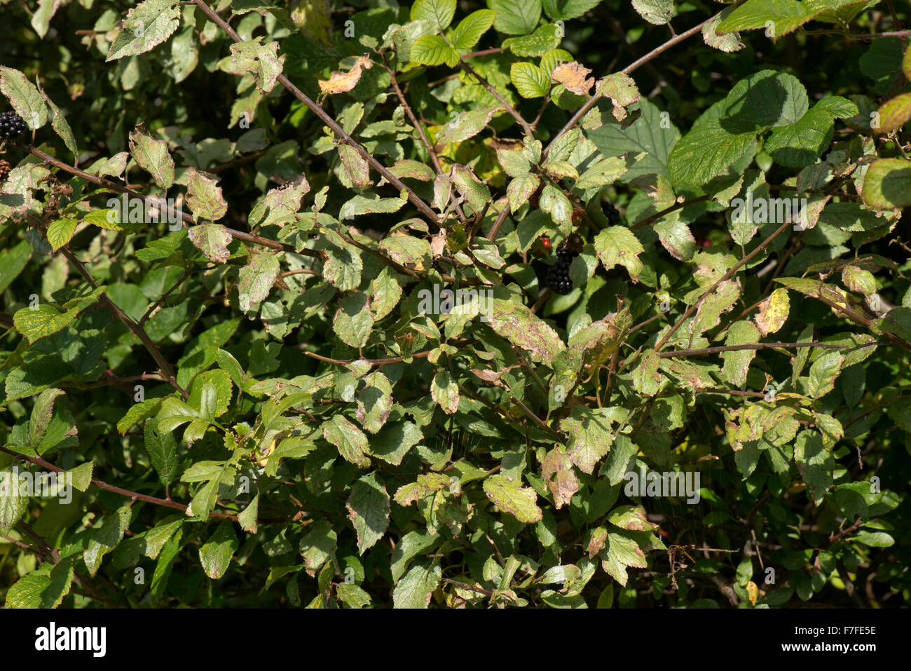 Silver Leaf Disease Chondrostereum Purpureum On Wild Plum Trees In A Hedgerow Berkshire September Stock Photo Alamy